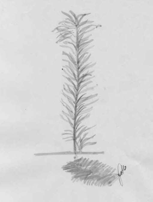 Ilustração de planta crescendo em aguada de nankin